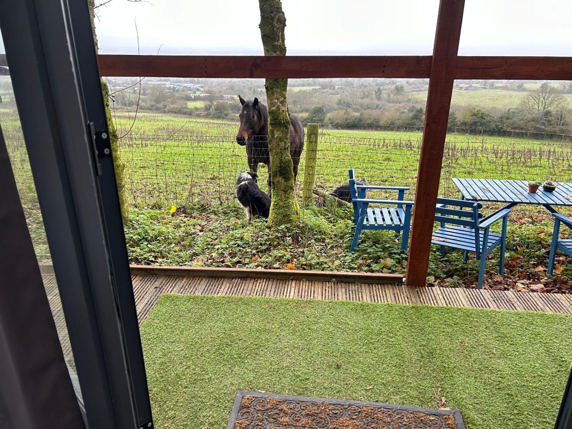 Sky Gazer Cabin In The Woods Dublin Dış mekan fotoğraf